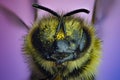 Macro of head and bee eyes, abstract colorful background Royalty Free Stock Photo