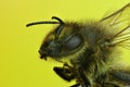 Macro of head and bee eyes, yellow background Royalty Free Stock Photo