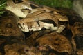 Macro head boa constrictor snake