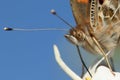 Macro of head and body of painted lady butterfly Royalty Free Stock Photo