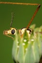 Macro of the head of the Caucasian mosquito long-legged genus Ti