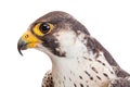 Macro of the head of falcon profile isolated on white