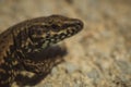 Macro of a head of a sand lizard Royalty Free Stock Photo
