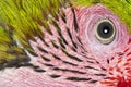 Macro head shot of a Great green macaw bird, details on eyes and small feathers, Ara ambiguus, Isolated on white