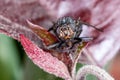 Macro head shot of a house fly (Blue Bottle Fly) Royalty Free Stock Photo