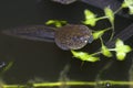 Macro of the head of a tadpole - pouting lips