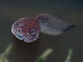 Macro of the head of a tadpole - tongue