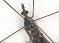 Macro of head and thorax of a crane fly