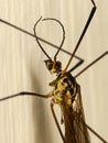 Macro of head and thorax of a crane fly on a wall