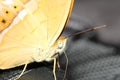 Macro head yellow butterfly on black backpack