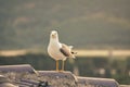 Healthy and strong seagull hovering on the roof Royalty Free Stock Photo