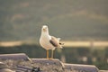 Healthy and strong seagull hovering on the roof