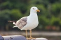 Healthy and strong seagull hovering on the roof