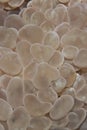 Macro of heart-shaped Bubble coral. Royalty Free Stock Photo