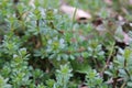 Macro of heath bedstraw (Galium saxatile) in spring