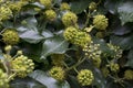 Macro of Hedera, commonly called ivy, the family Araliaceae. Royalty Free Stock Photo