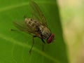 Macro of helina flies insect on green leaves