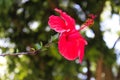 Macro of hibiscus on the side, with pronounced details of anthers and pistils. Hibiscus rosa-Sinensis, Chinese hibiscus, China Royalty Free Stock Photo