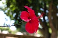 Macro of hibiscus on the side, with pronounced details of anthers and pistils. Hibiscus rosa-Sinensis, Chinese hibiscus, China Royalty Free Stock Photo