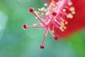 Macro of the hibiscus stamen male and pistil female