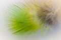 Macro of a green parakeet feather