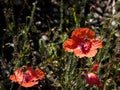 Macro high quality photo of wild poppies in the field with flying honey-bee Royalty Free Stock Photo