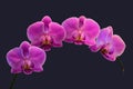 Macro high resolution of Dendrobium Orchids