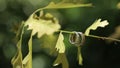 Gold Wedding Rings macro closeup shoot diamon Jewellery