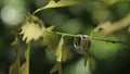 Gold Wedding Rings macro closeup shoot diamon Jewellery