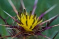 Macro of a holy thistle