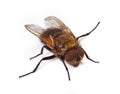 Macro of home fly Royalty Free Stock Photo