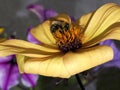 Honey bee feeding on yellow dahlia Royalty Free Stock Photo