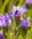 Macro of a honey bee apis mellifera collecting pollen on a Paterson`s curse echium plantagineum blossom