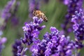 Macro of a honey bee apis mellifera on a lavender lavandula angustifolia blossom with blurred bokeh background; pesticide free