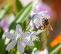 Macro of a honey bee apis mellifera on a puschkinia scilloides blossom