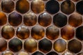 Macro Honey bee beehive wax frame filled with pollen flower powder food closeup