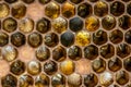 Macro Honey bee beehive wax frame filled with pollen flower powder food closeup