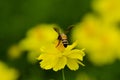 Macro Honey Bee