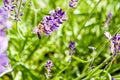 Macro of honey bee collecting pollen on a levander flowers