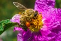 Macro Honey bee collecting pollen from pink flower. Carrying ball of pollen on leg.