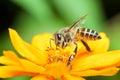 Macro of honey bee eating nectar