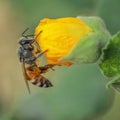 Macro of honey bee with flower closeup in  hd quality picture Royalty Free Stock Photo