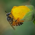 Macro of honey bee with flower closeup in  hd quality picture Royalty Free Stock Photo