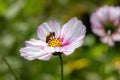 Macro of a honey bee on a pink cosmos blossom. save the bees pesticide free concept