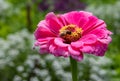 Macro of a honey bee on a pink zinnia blossom. save the bees pesticide free concept