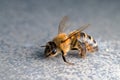 Macro of honey bee on plain background