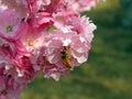 Macro of a honeybee collecting pollen on blooming pink peach flower cluster in spring