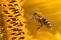 Macro of a honeybee in a sunflower