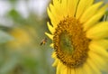 Macro of a honeybee in a sunflower. Seed, sugar. Royalty Free Stock Photo