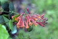 Macro of Honeysuckle Vine in bloom Lonicera brownii Royalty Free Stock Photo